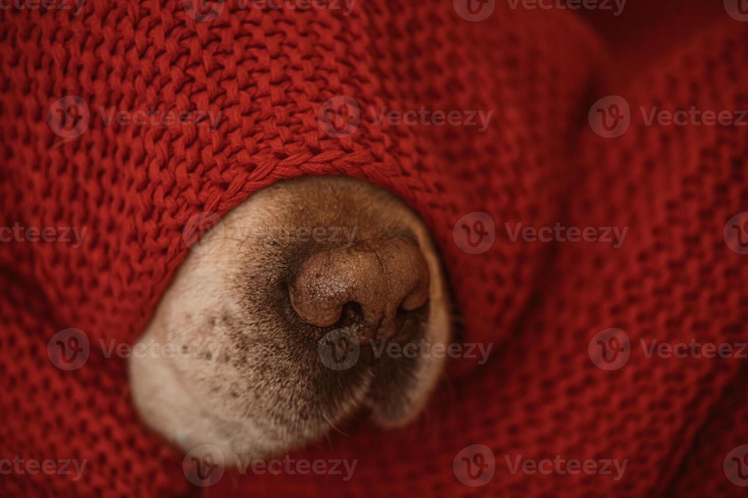 dog's nose under the red blanket in winter photo