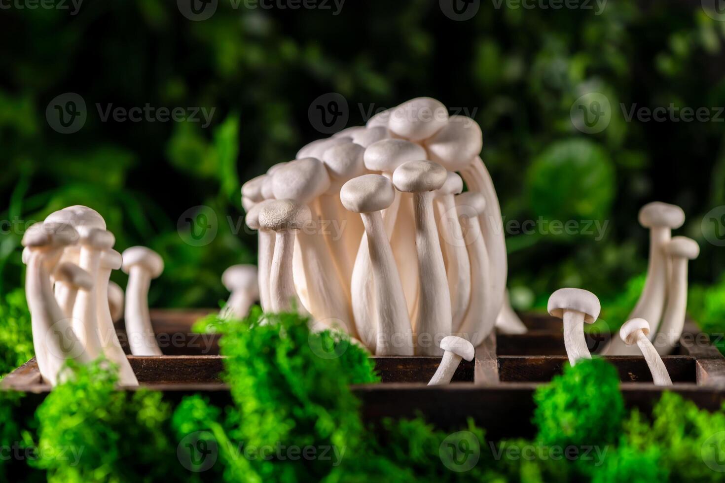 Closeup of a bunch of shimeji mushrooms on wooden background, with selective focus photo