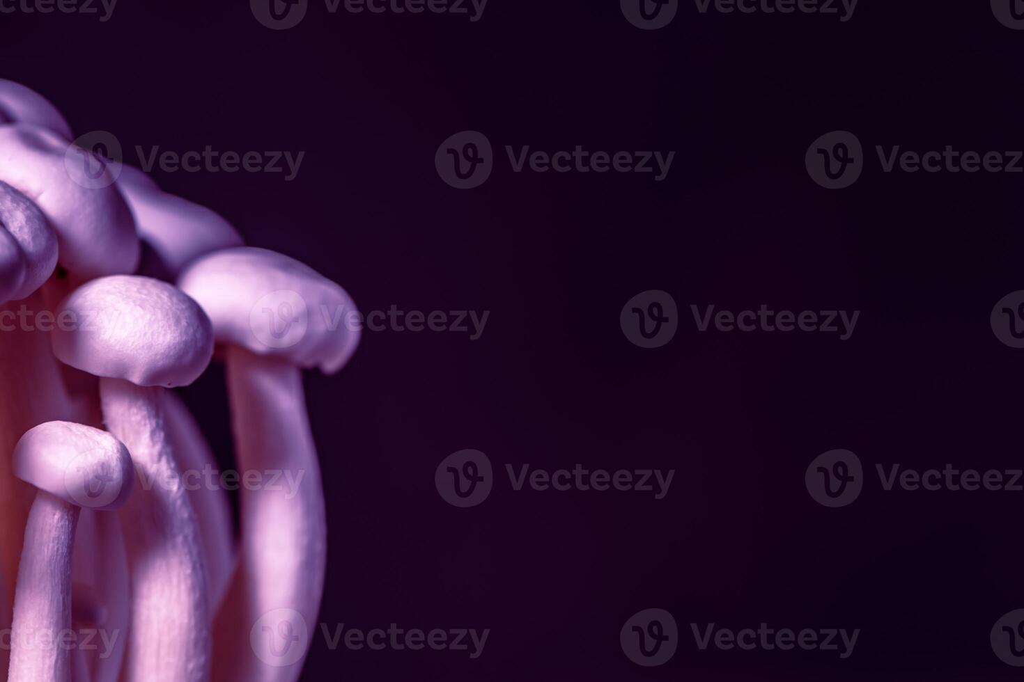 Closeup of a bunch of shimeji mushrooms on dark background, with selective focus photo