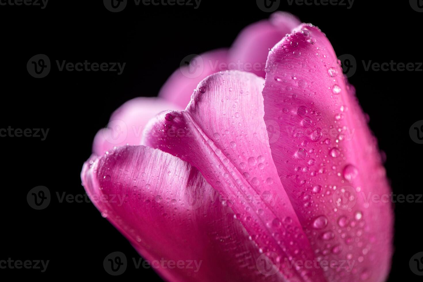 close-up Bright pink tulip with drops on a black background. Concept of spring photo