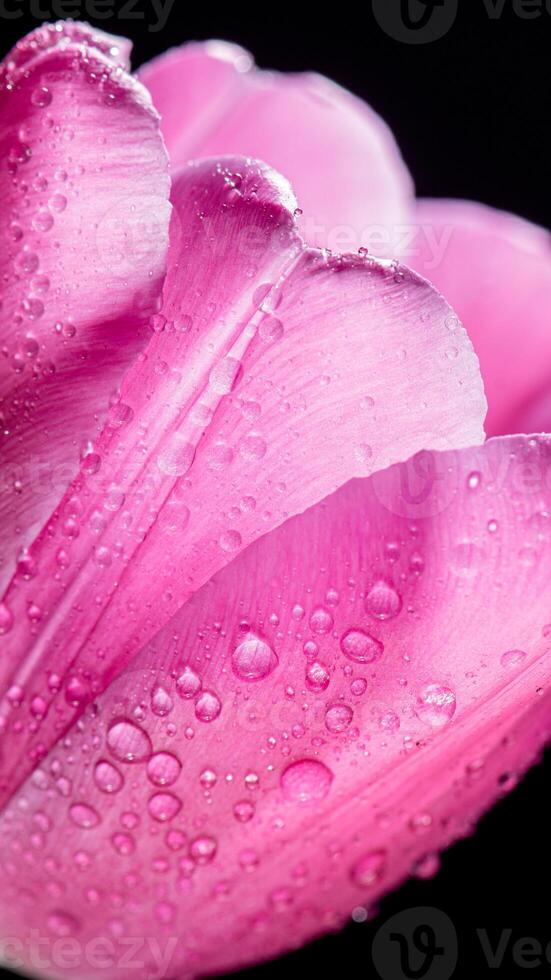 close-up Bright pink tulip with drops on a black background. Concept of spring photo