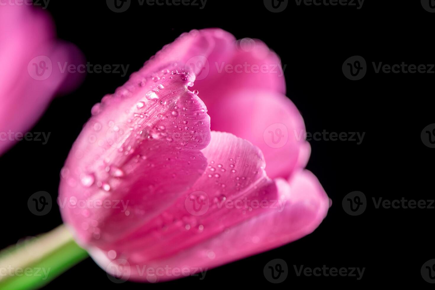 close-up Bright pink tulip with drops on a black background. Concept of spring photo