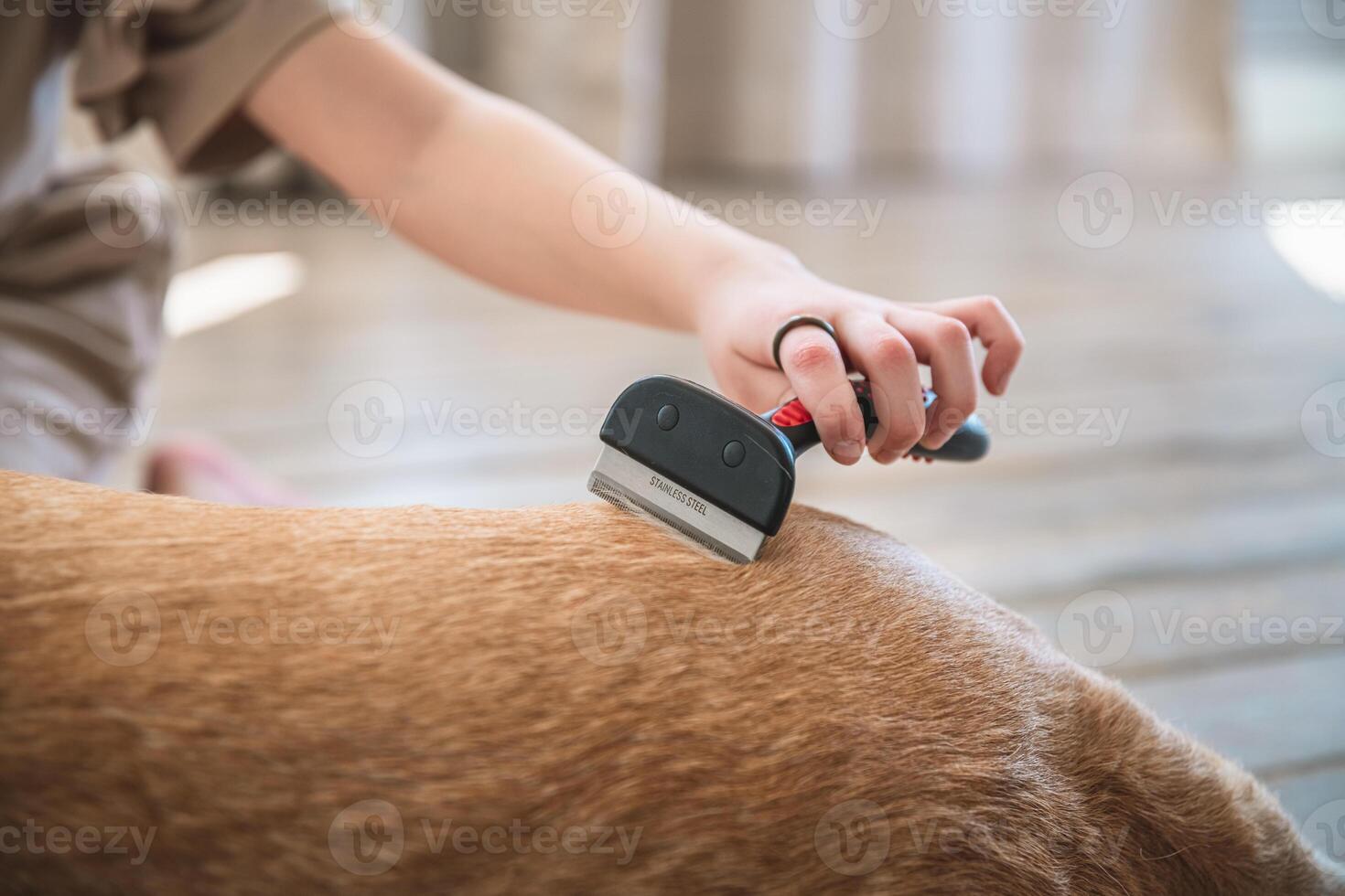 girl combing the hair of her labrador dog. Problem spring molt pet. photo