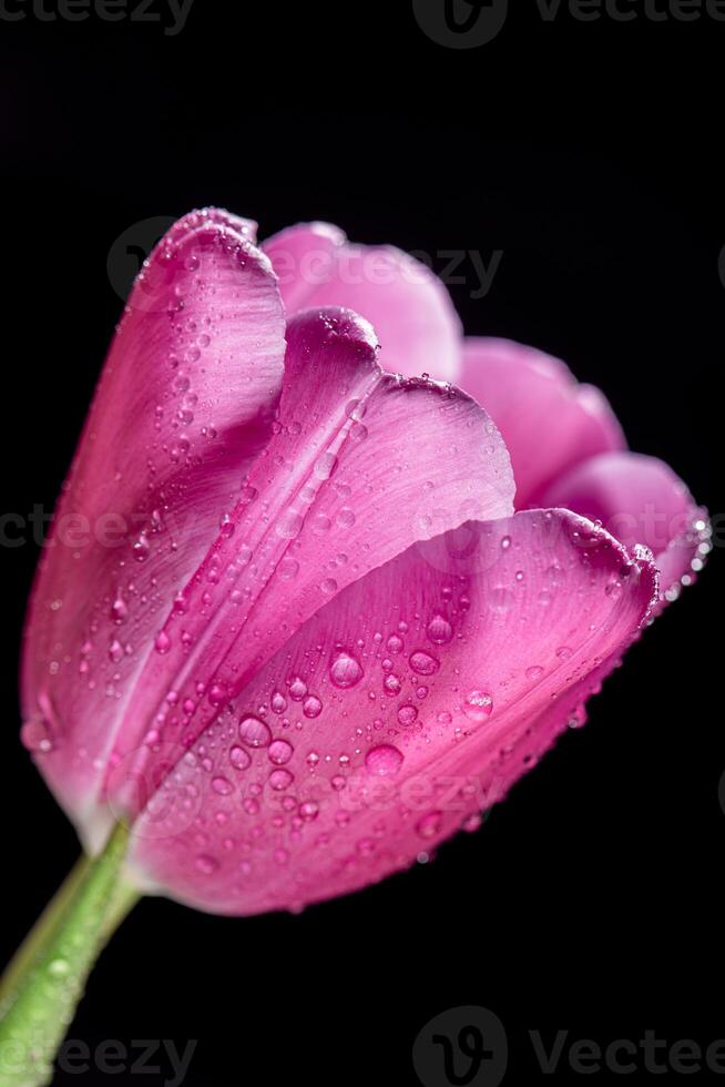 close-up Bright pink tulip with drops on a black background. Concept of spring photo