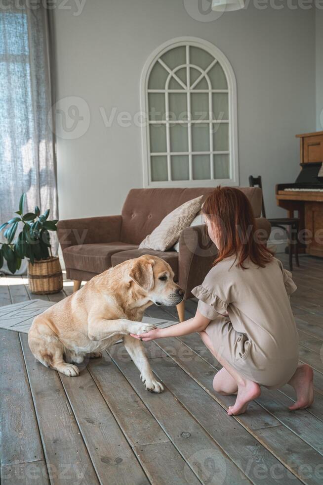 Cute girl training a Labrador dog at home photo