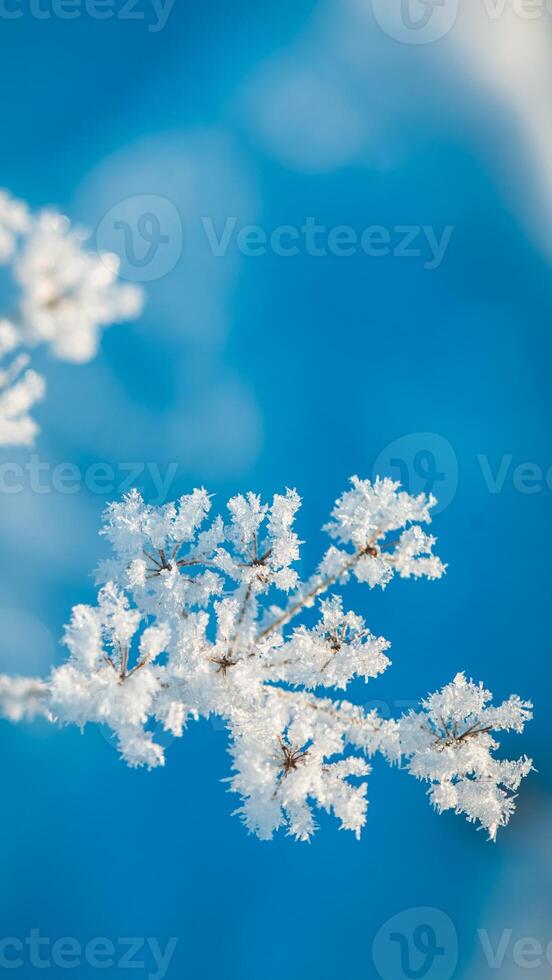 frost on grass, plants in winter early in the morning, natural winter phenomenon, natural winter background photo
