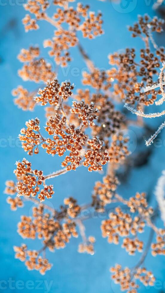 frost on grass, plants in winter early in the morning, natural winter phenomenon, natural winter background photo