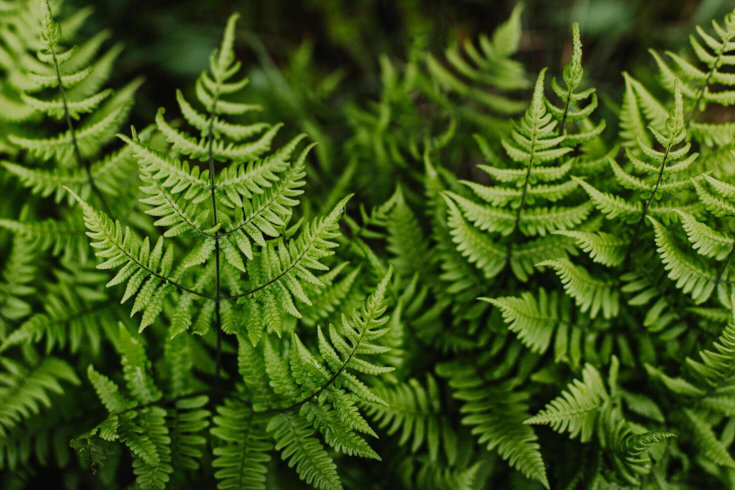 Fresh green fern leaves in a forest after the rain. Nature background. photo