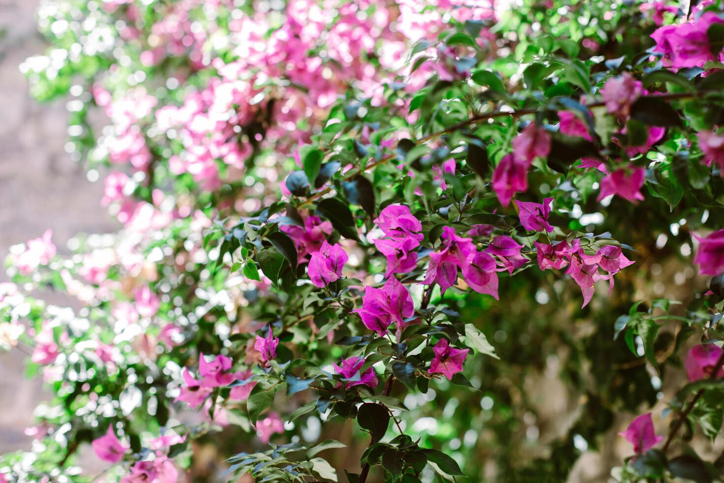 Beautiful violet bougainvillea flowers on a summer street. photo