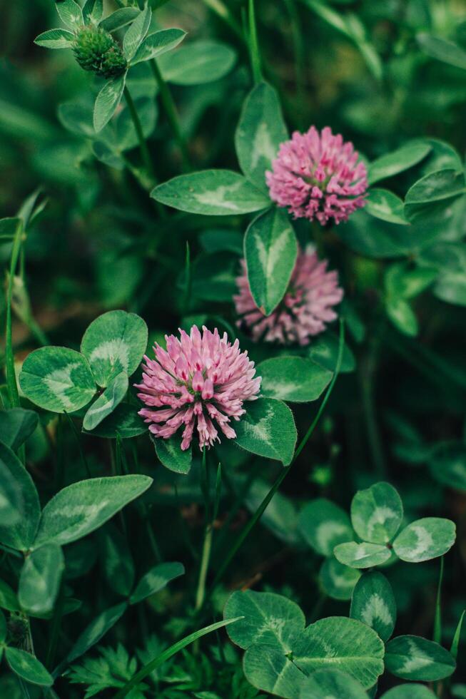 Beautiful pink clover flowers in a summer meadow. photo
