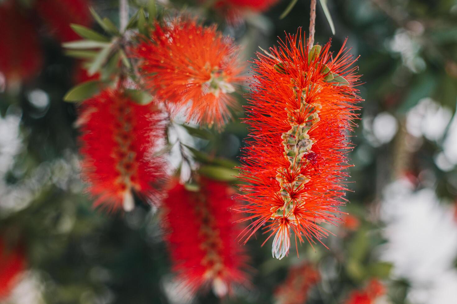 Amazing red flowers of the blooming Callistemon tree in a spring garden. photo