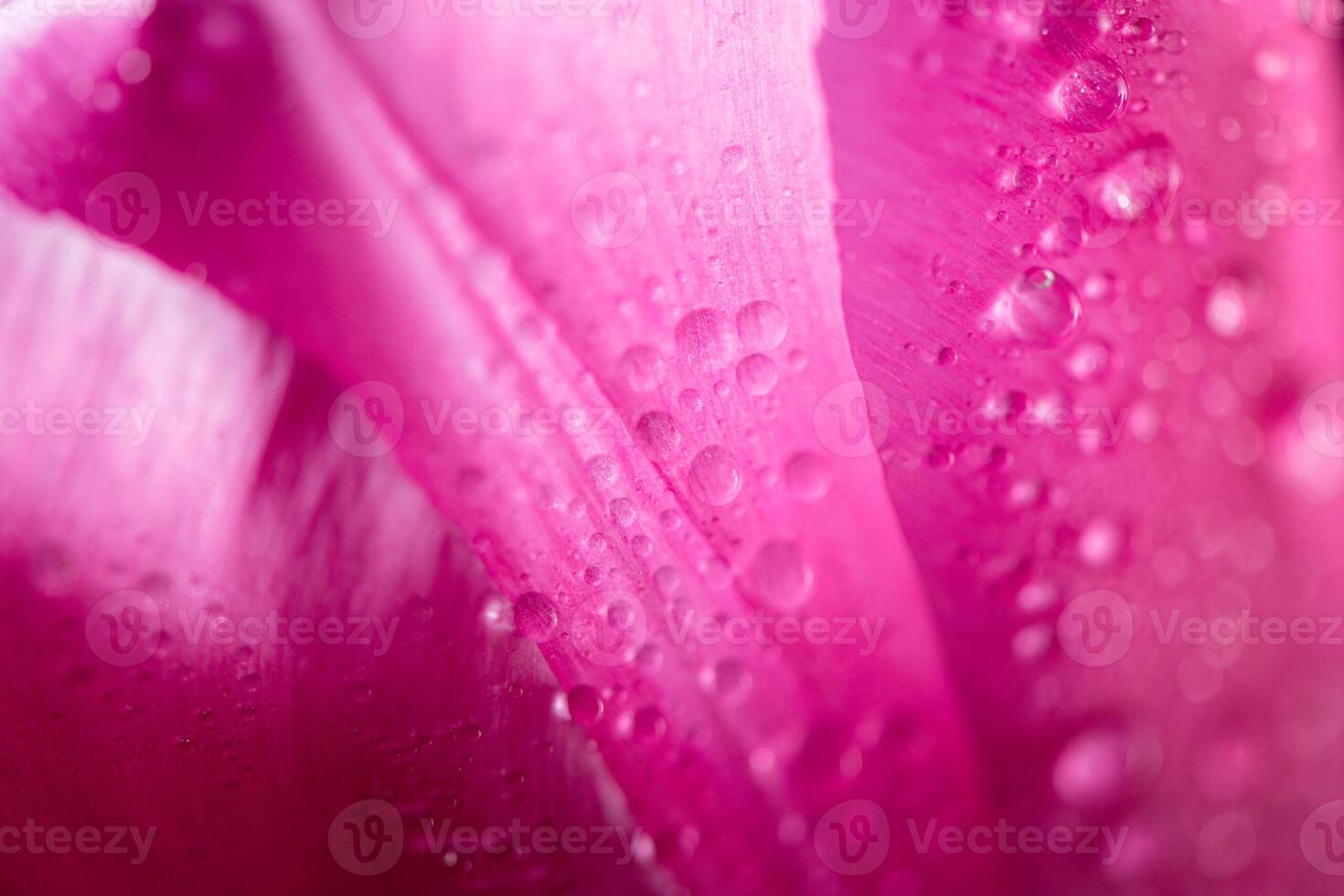 Close-up close-up of pink tulip petals with water droplets. natural background, texture photo
