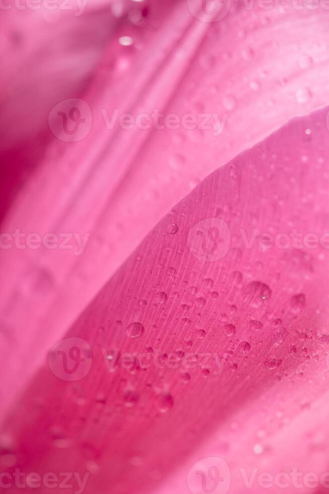 Close-up close-up of pink tulip petals with water droplets. natural background, texture photo