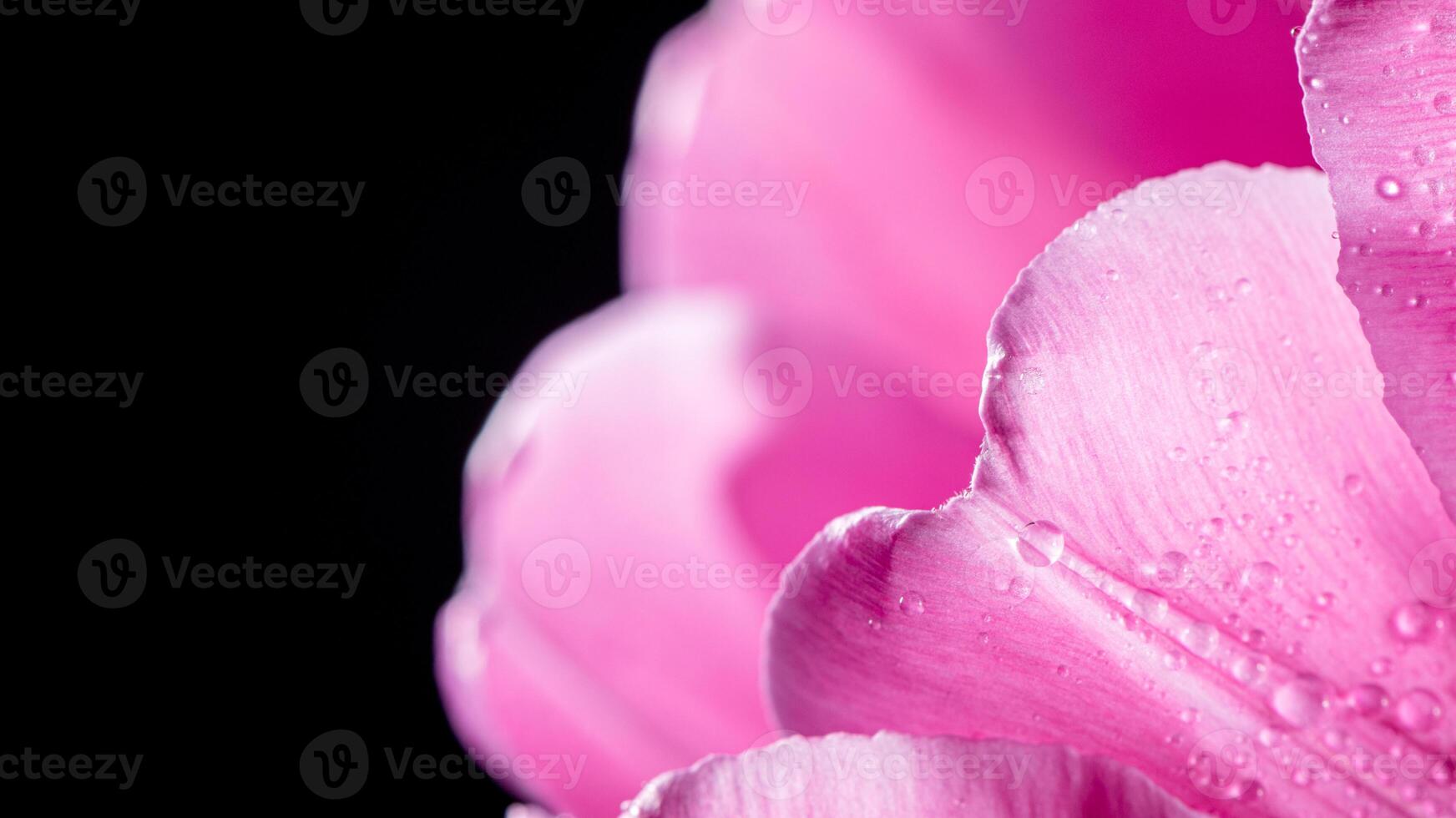 close-up Bright pink tulip with drops on a black background. Concept of spring photo