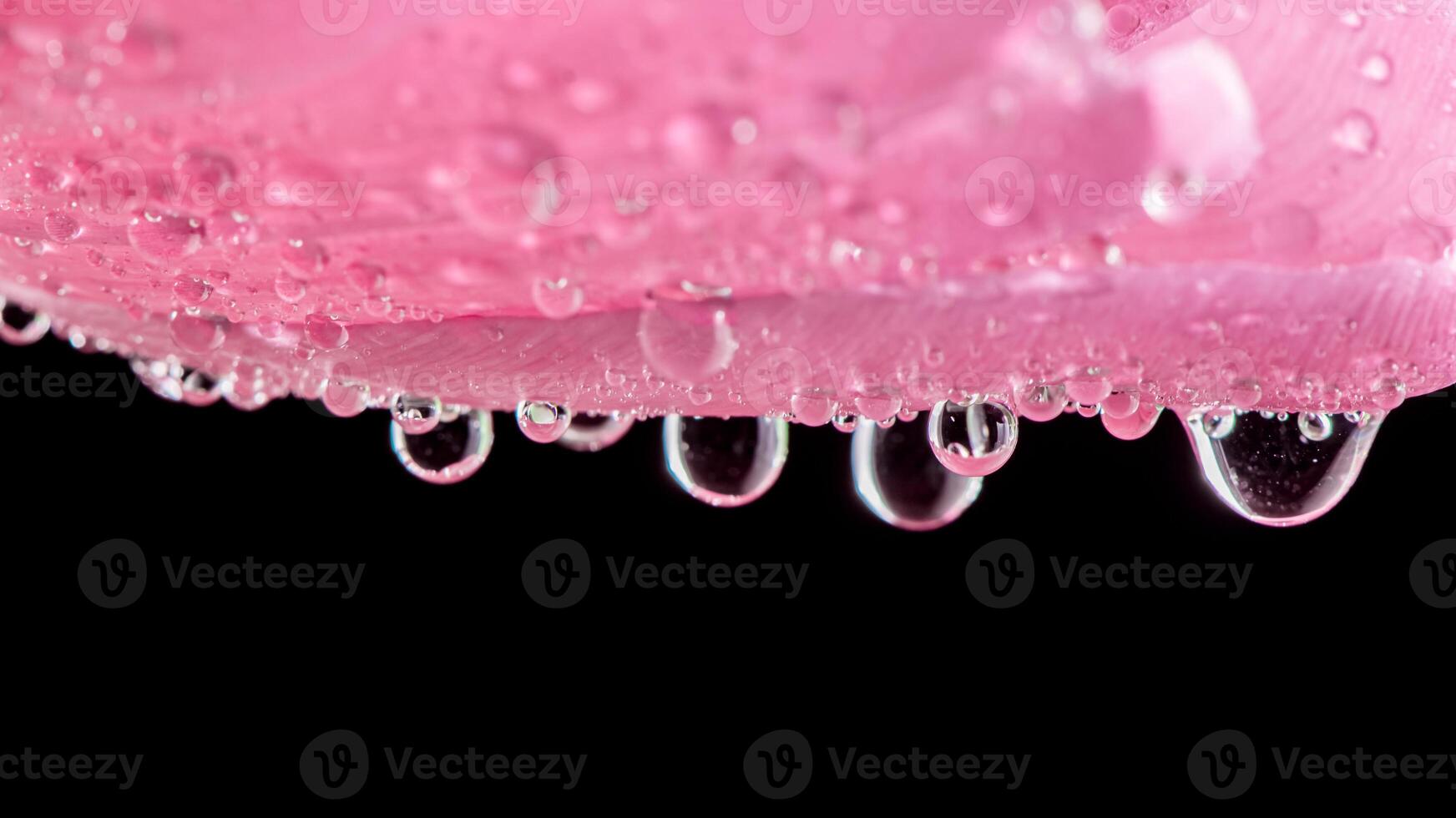 Close-up, close pink tulip on black background, drops of water dripping from the flower. Freshness, Spring photo