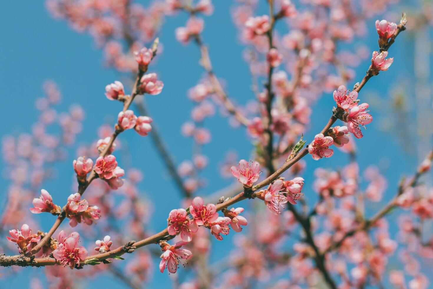 Amazing pink cherry blossoms on the Sakura tree. photo