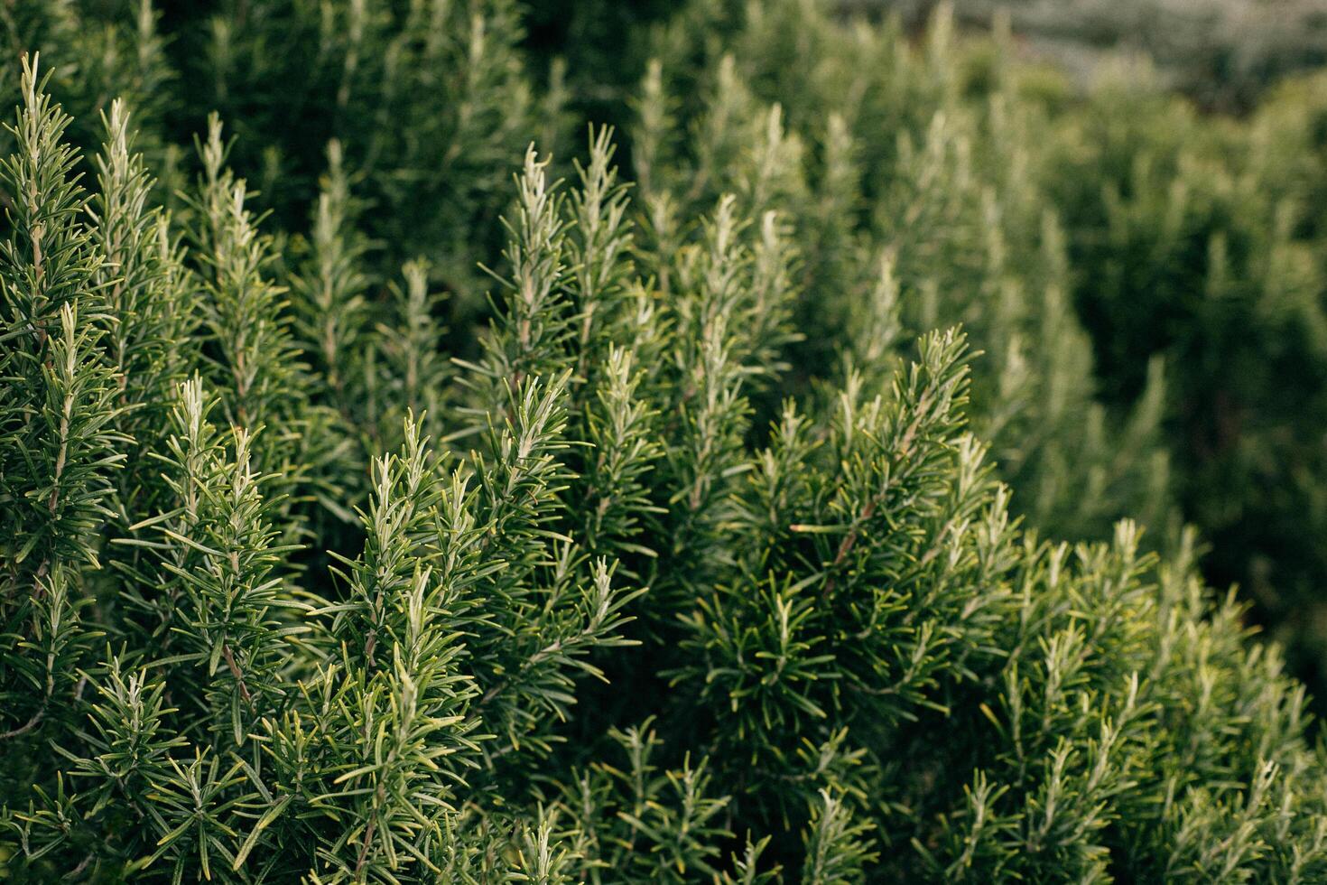 Sprigs of aromatic rosemary in the garden on a sunny day. photo