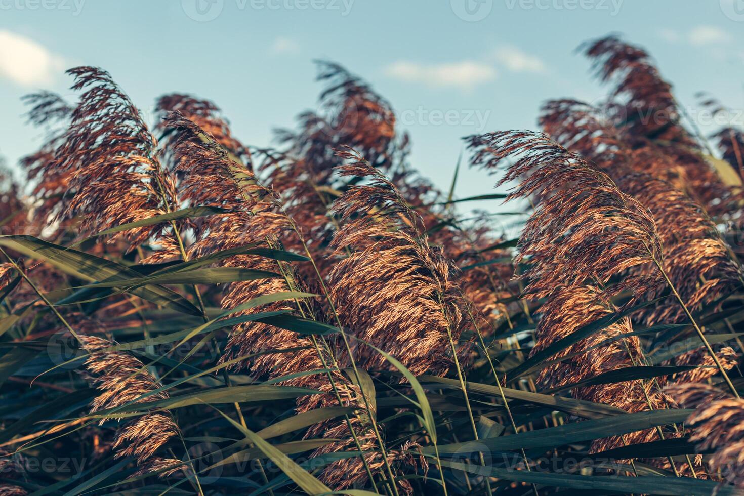 Reeds near the lake blowing in the wind at golden sunset light. photo