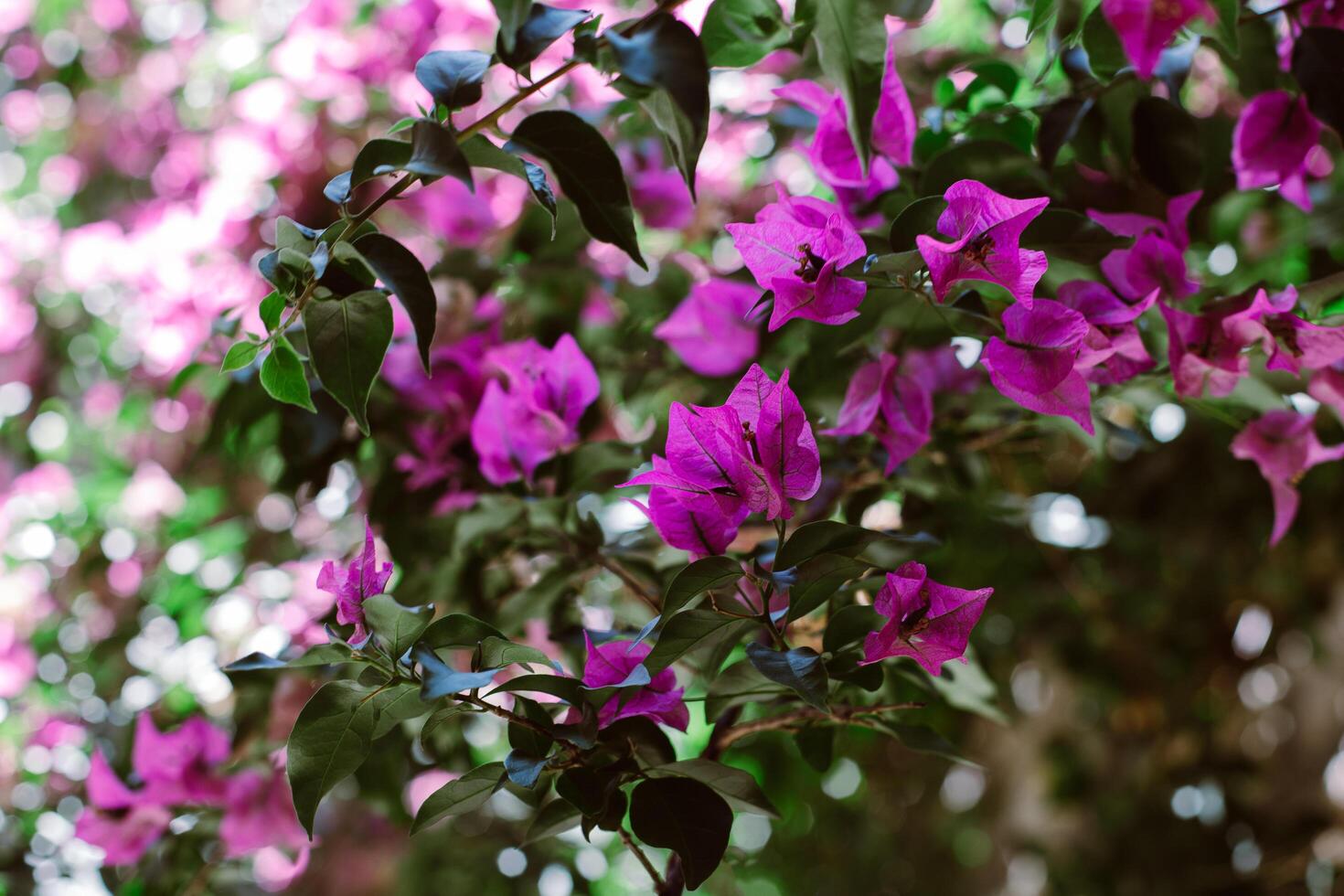 Beautiful violet bougainvillea flowers on a summer street. photo