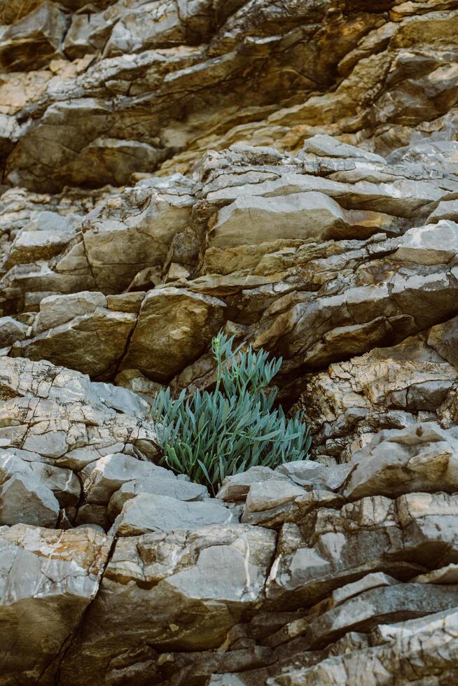 Green plant in a rock on the coast of the Adriatic Sea. photo