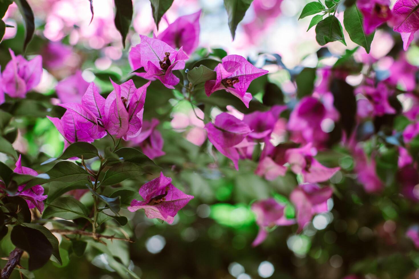 Beautiful violet bougainvillea flowers on a summer street. photo