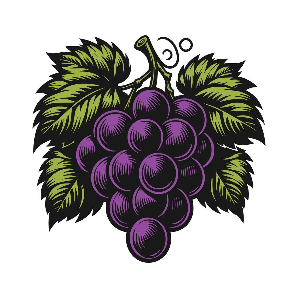 Grapes Art Illustration vector