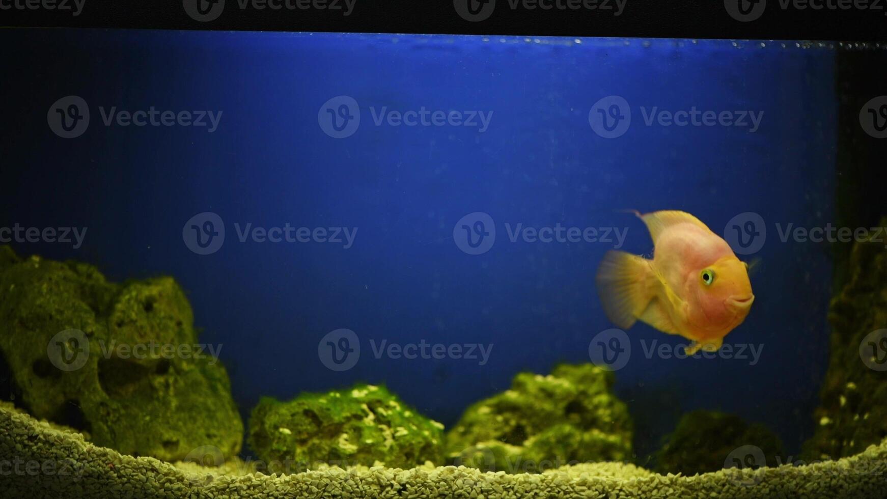 yellow, orange fish Red parrot cichlid parrot swims in aquarium, fish care, blue background, underwater world, 4K photo