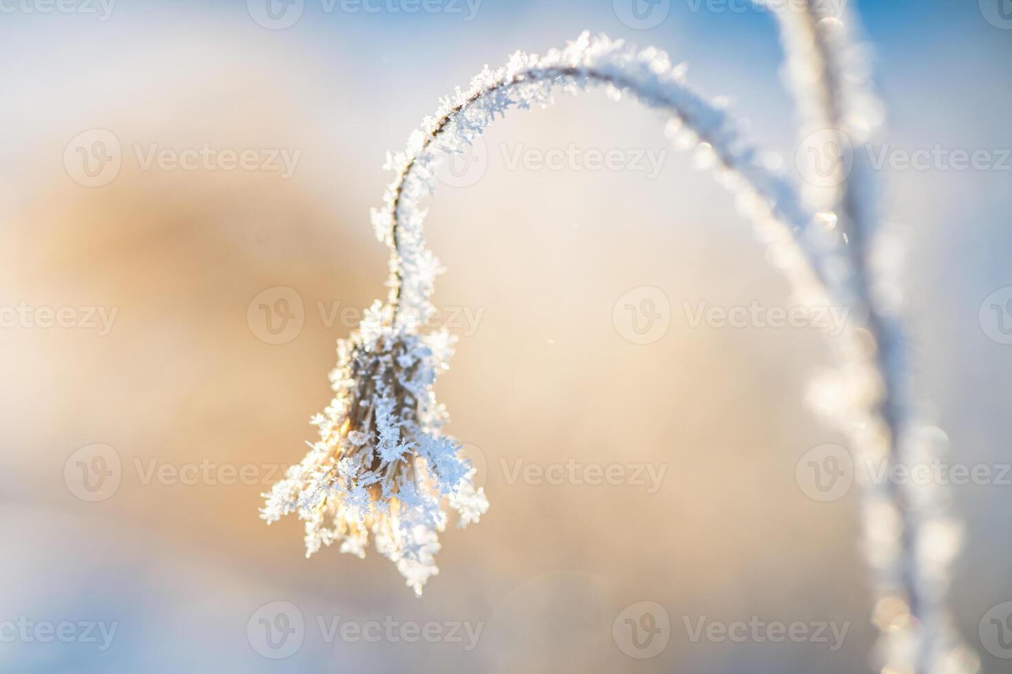 frost on grass, plants in winter early in the morning, natural winter phenomenon, natural winter background photo