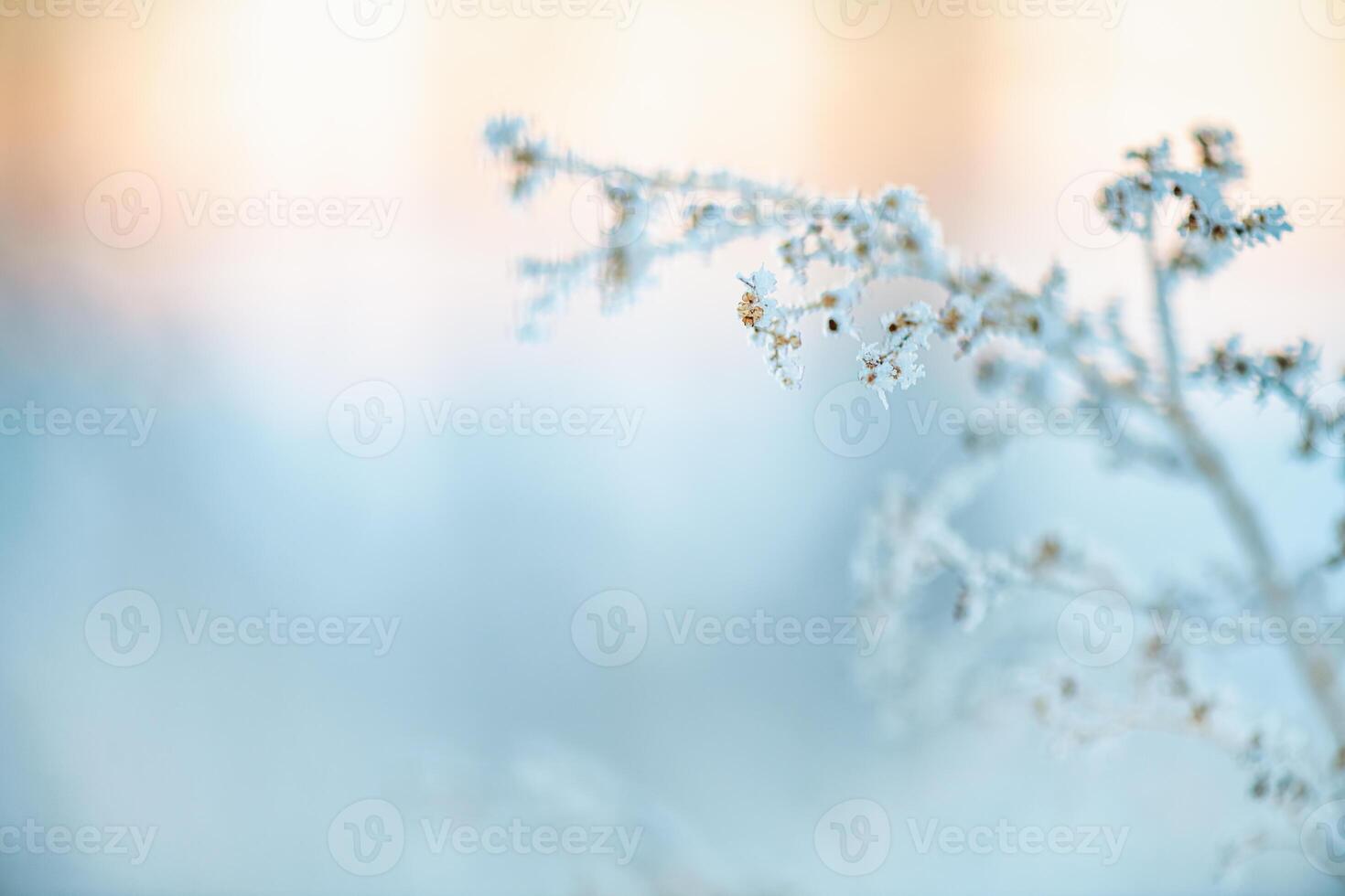 frost on grass, plants in winter early in the morning, natural winter phenomenon, natural winter background photo
