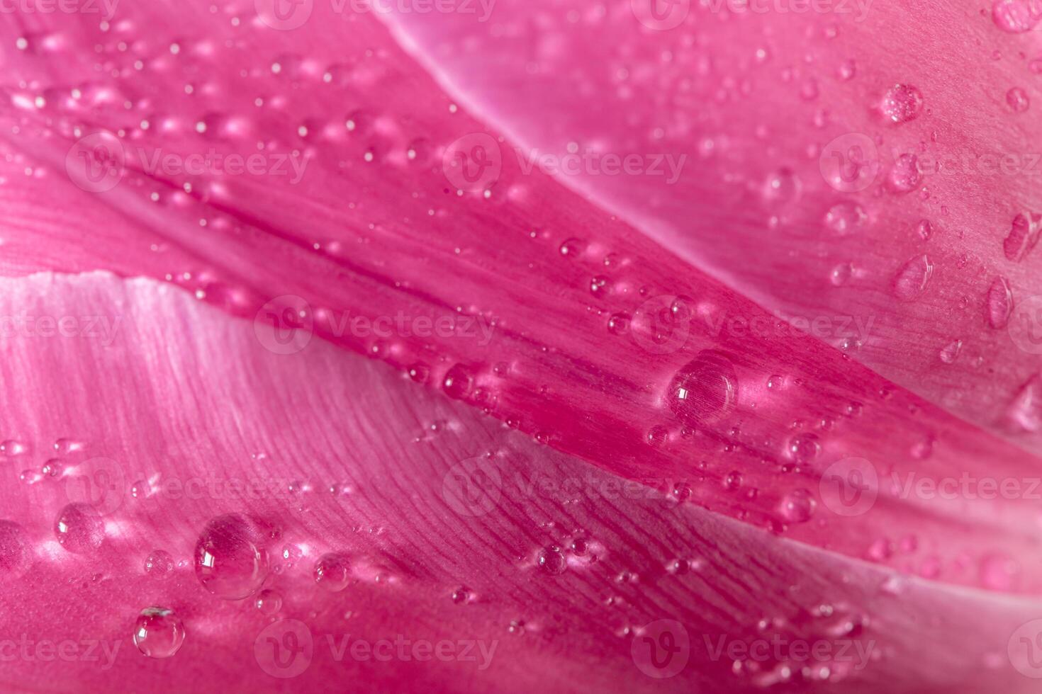 Close-up close-up of pink tulip petals with water droplets. natural background, texture photo