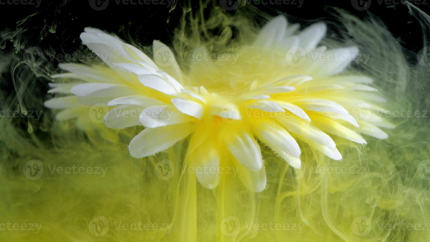 beautiful flower with white petals in clouds of yellow smoke on black background, photo underwater, clouds of paint in water, aquarium, spring concept, creativity, art