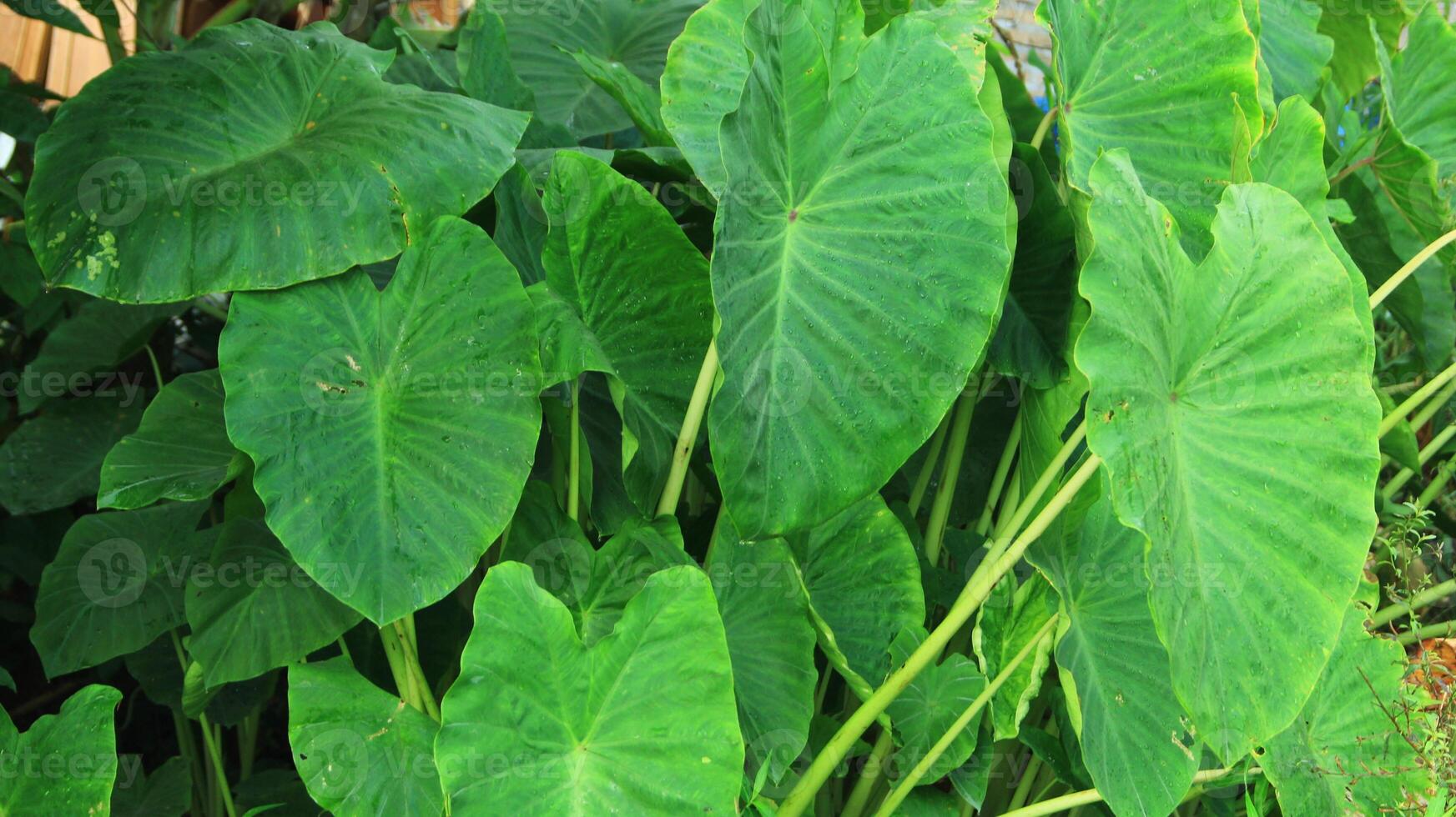raindrops on taro leaves. water drop on green leaf. background of waterdrops on taro leaves photo