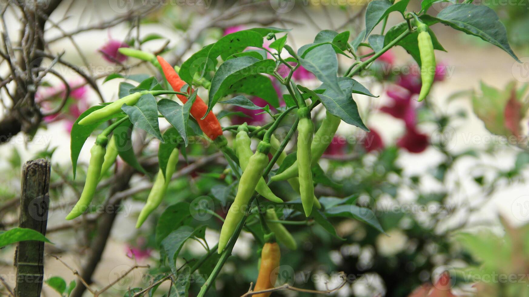 Cayenne pepper ready to be harvested on a fertile tree on a sunny day photo