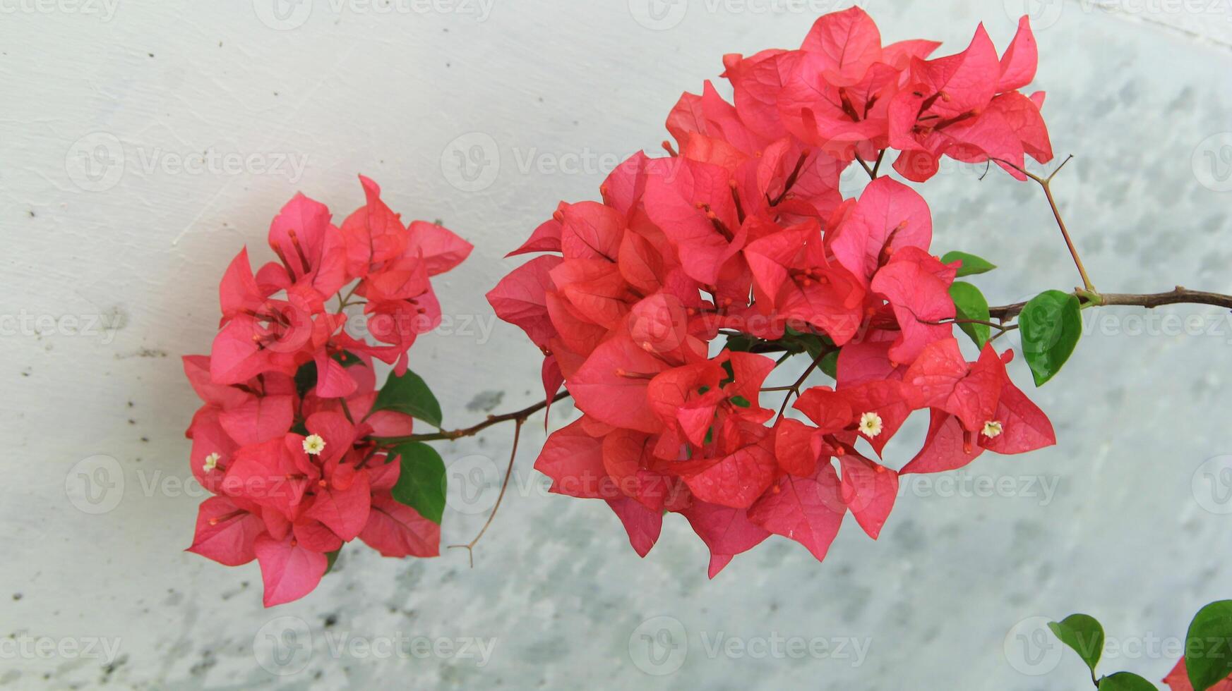 Beautiful blooming Bougainvillea flower tree in the garden on a sunny day photo