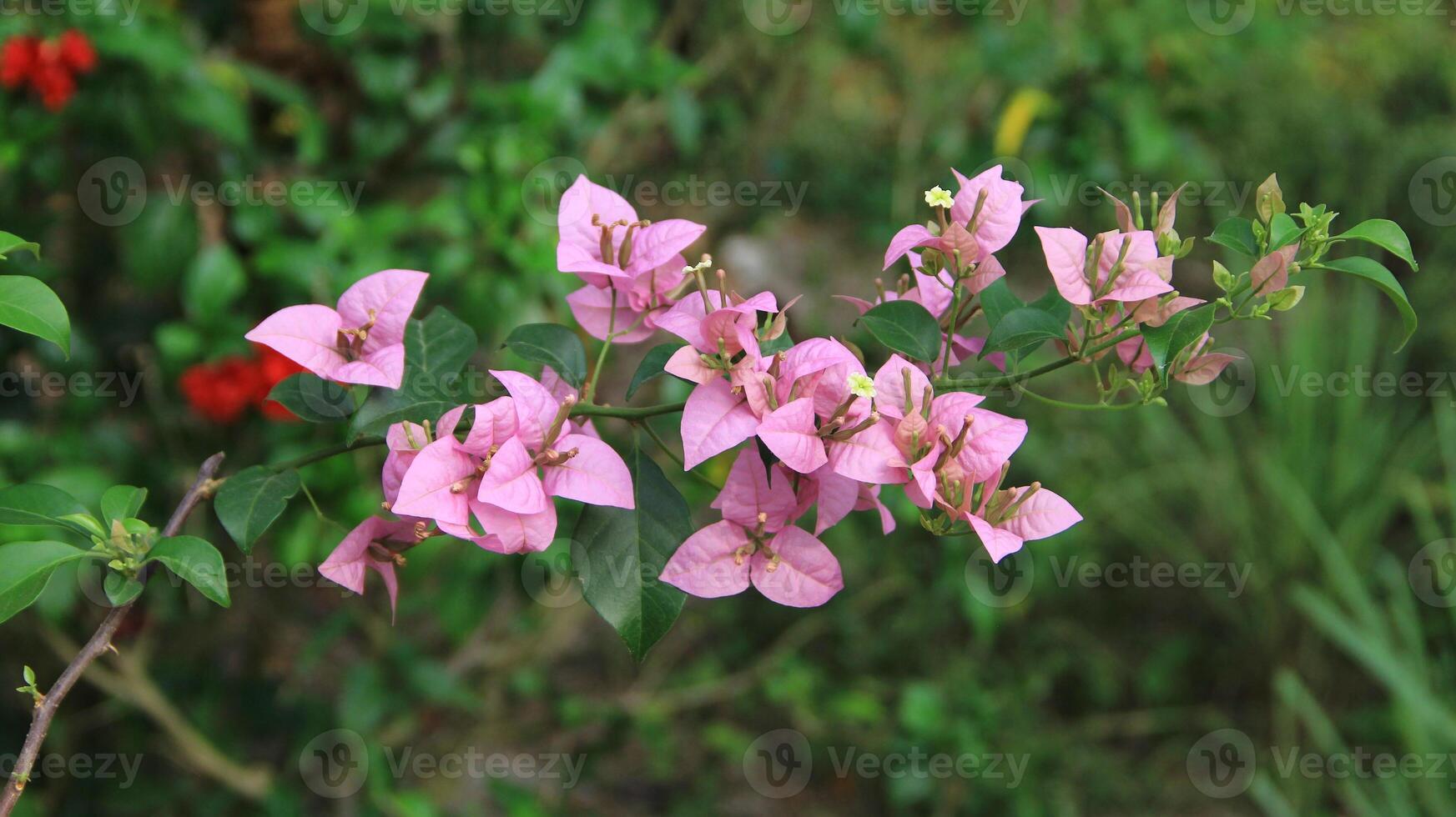 Beautiful blooming Bougainvillea flower tree in the garden on a sunny day photo