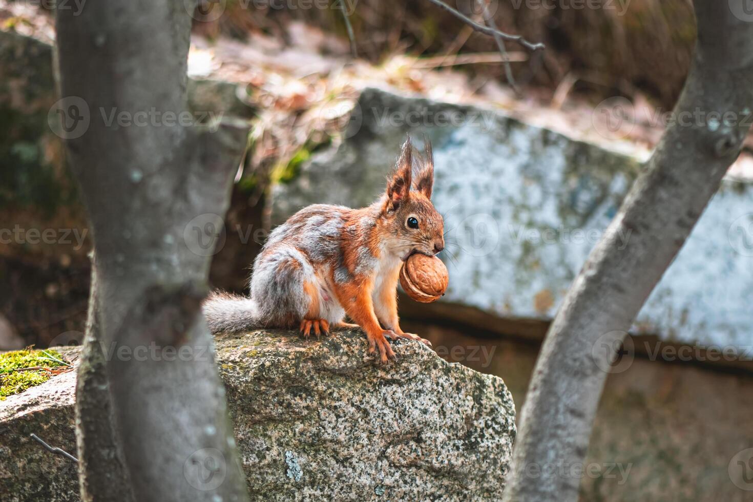 squirrel in the spring in a gray-red fur coat, molting, changing color in the spring photo