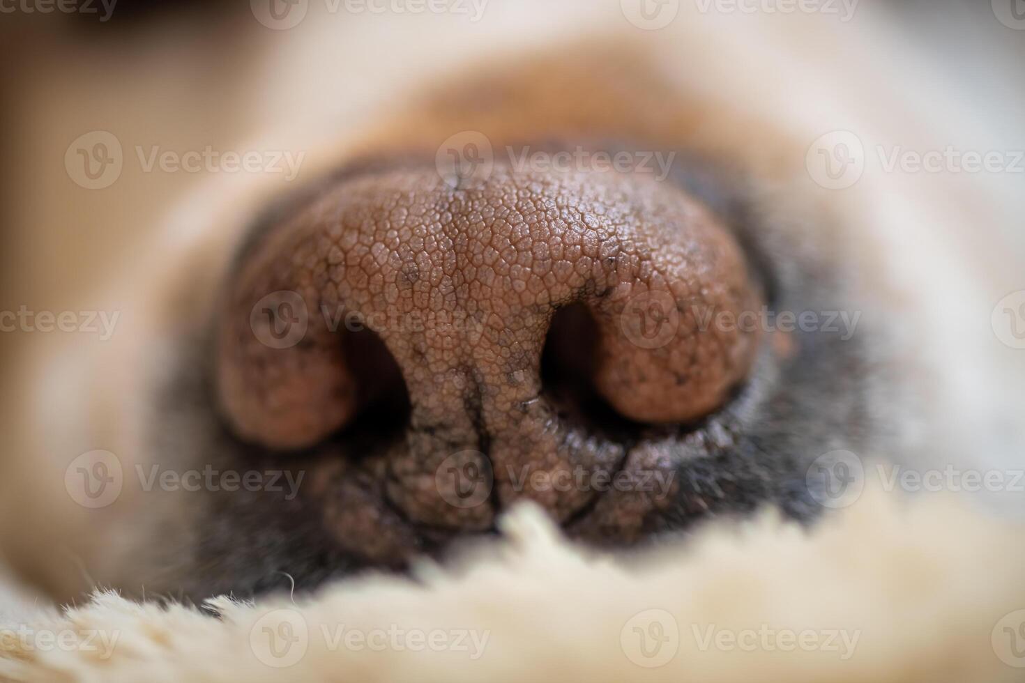 Labrador's nose close up, focus on the nose, labrador retriever dog lying on his soft dog bed and sleeping photo