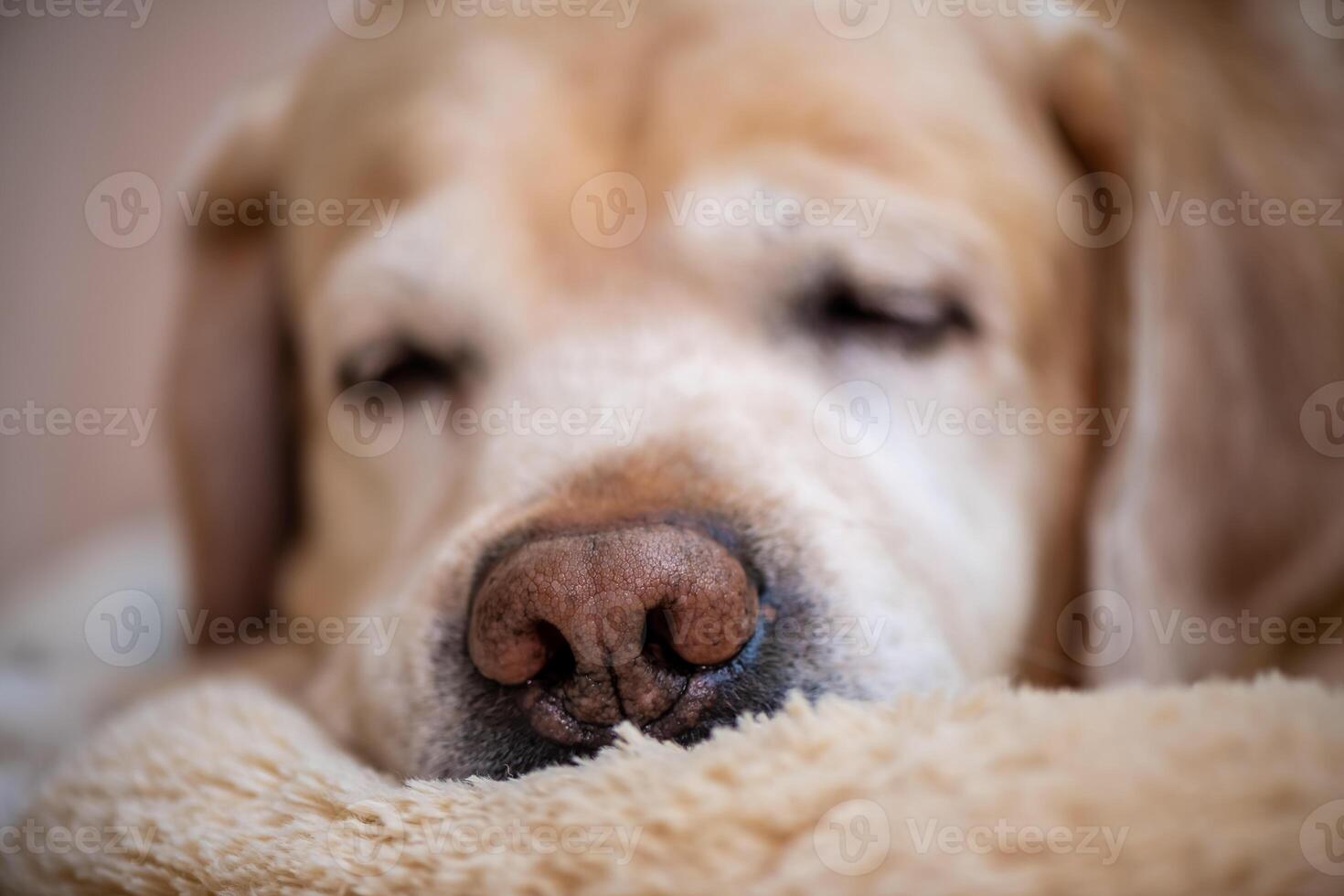 Labrador's nose close up, focus on the nose, labrador retriever dog lying on his soft dog bed and sleeping photo