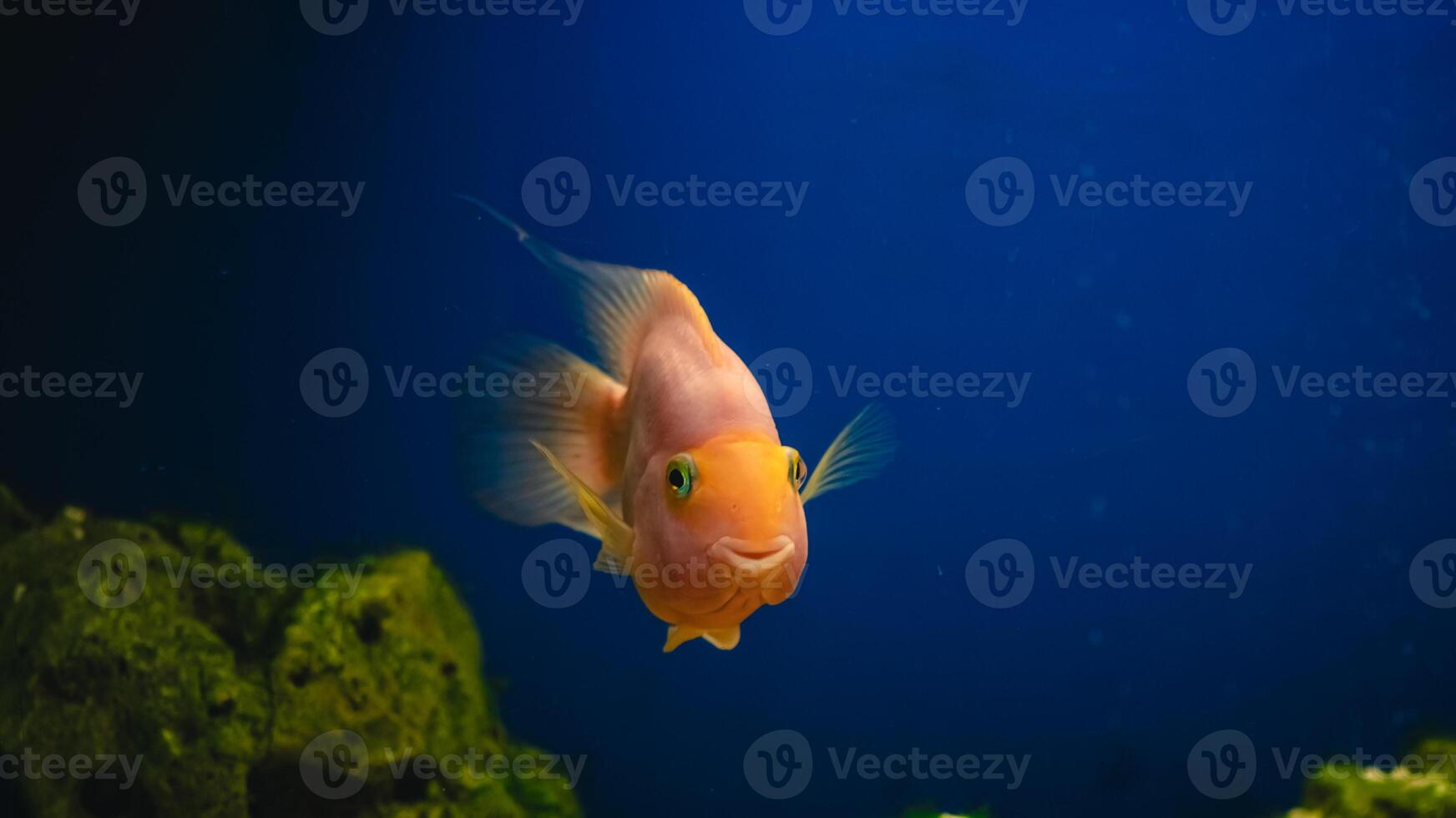 yellow, orange fish Red parrot cichlid parrot swims in aquarium, fish care, blue background, underwater world, slow motion photo