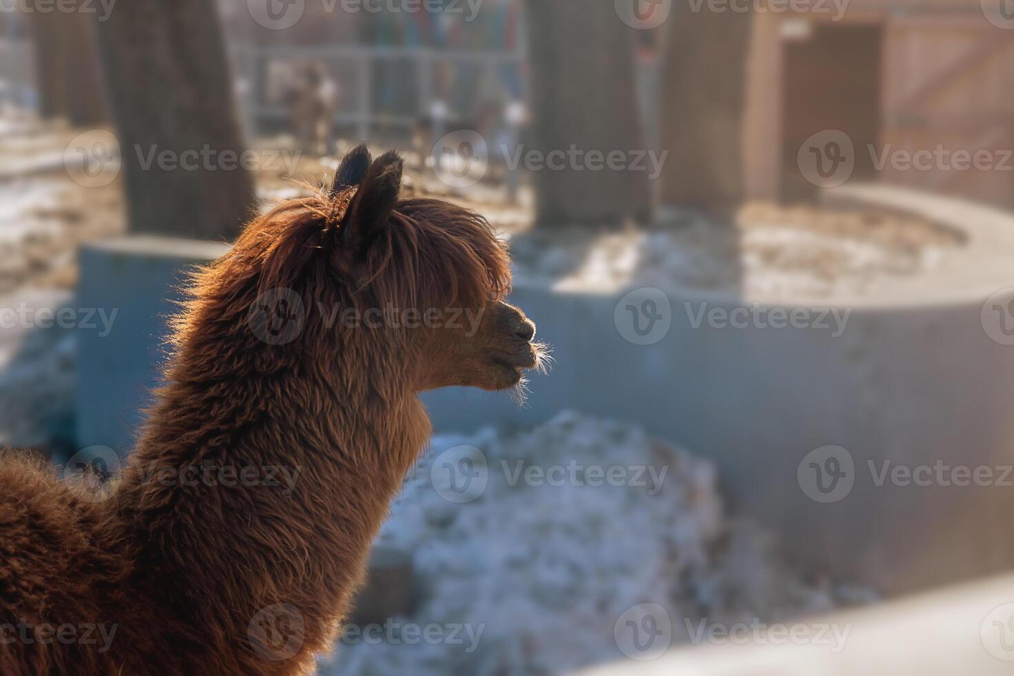 beautiful brown llama in the zoo photo