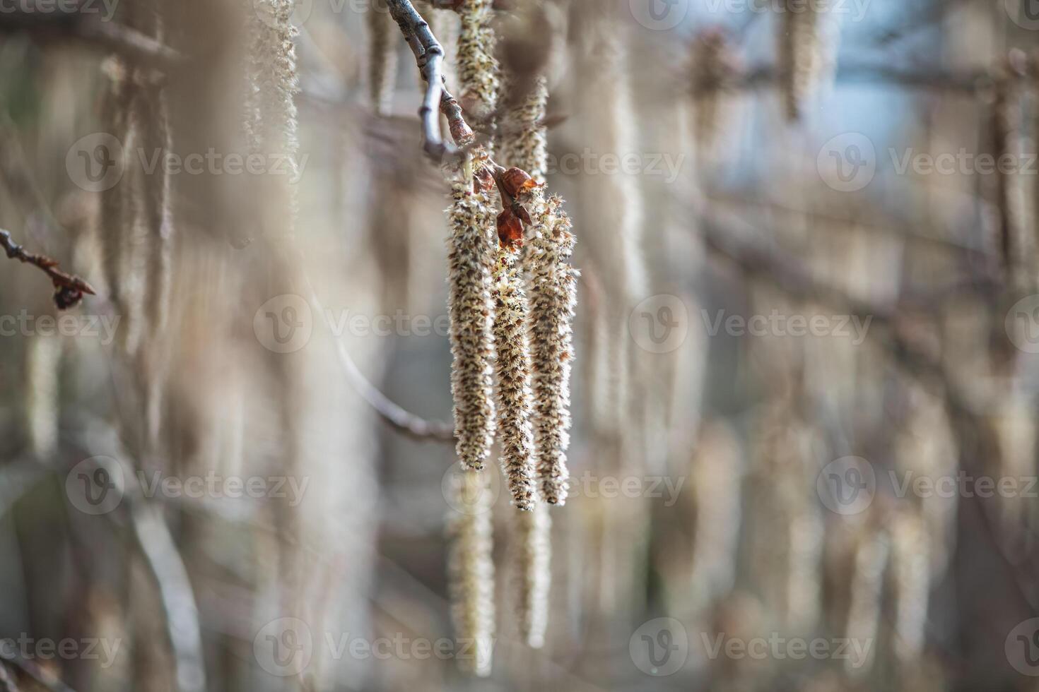 Backlit cluster of male Quaking Aspen catkins, under the soft spring sun photo
