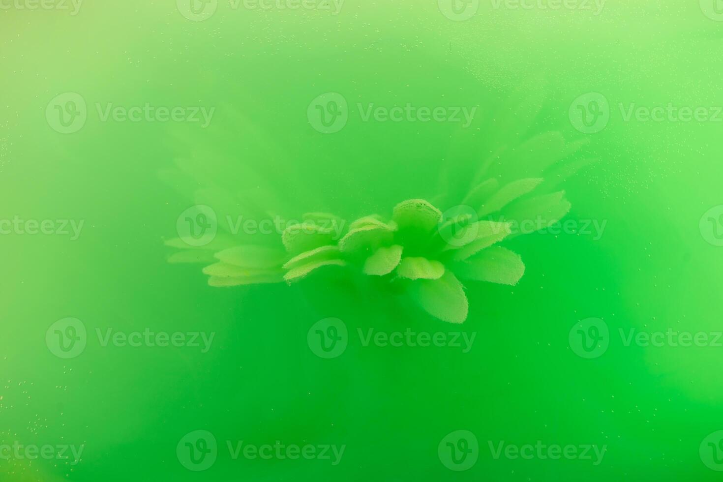 beautiful flower with white petals in clouds of green smoke on black background, photo underwater, clouds of paint in water, aquarium, spring concept, creativity, art