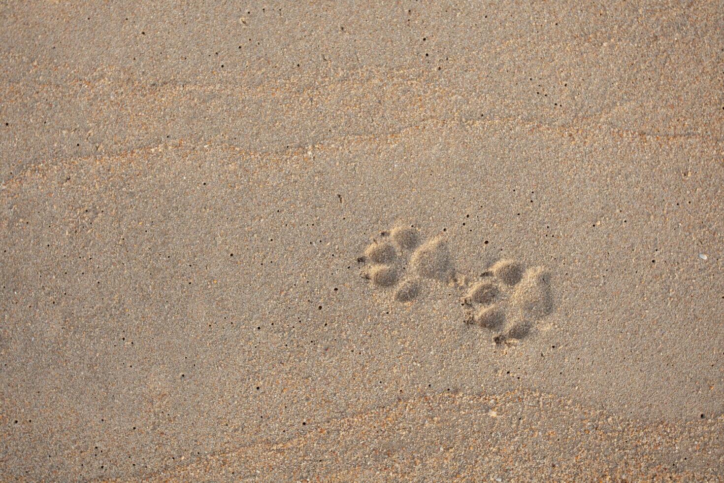 Dog footprints on the sandy beach photo