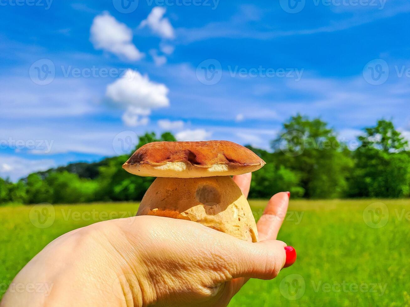 mushroom in the girl's hand against the background of the sprimg forest photo