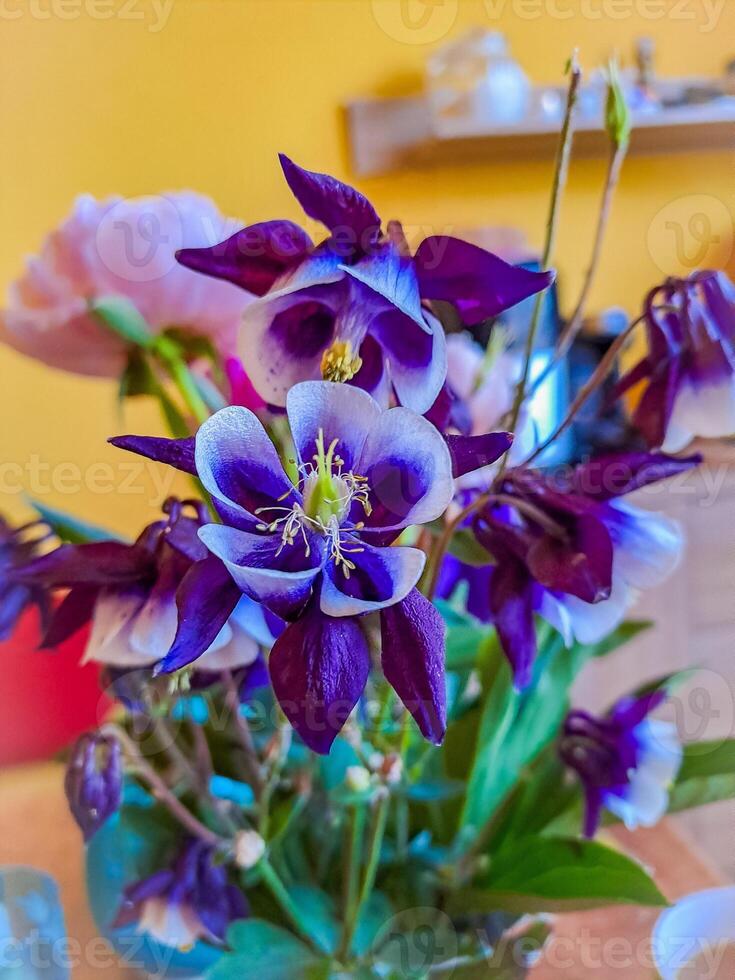 Blooming bright purple flowers Columbine, Aquilegia vulgaris, Orlyk, in spring photo