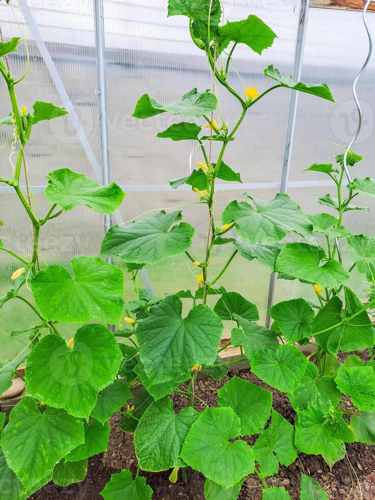 Organic cucumbers cultivation. fresh green vegetables ripening in glasshouse photo