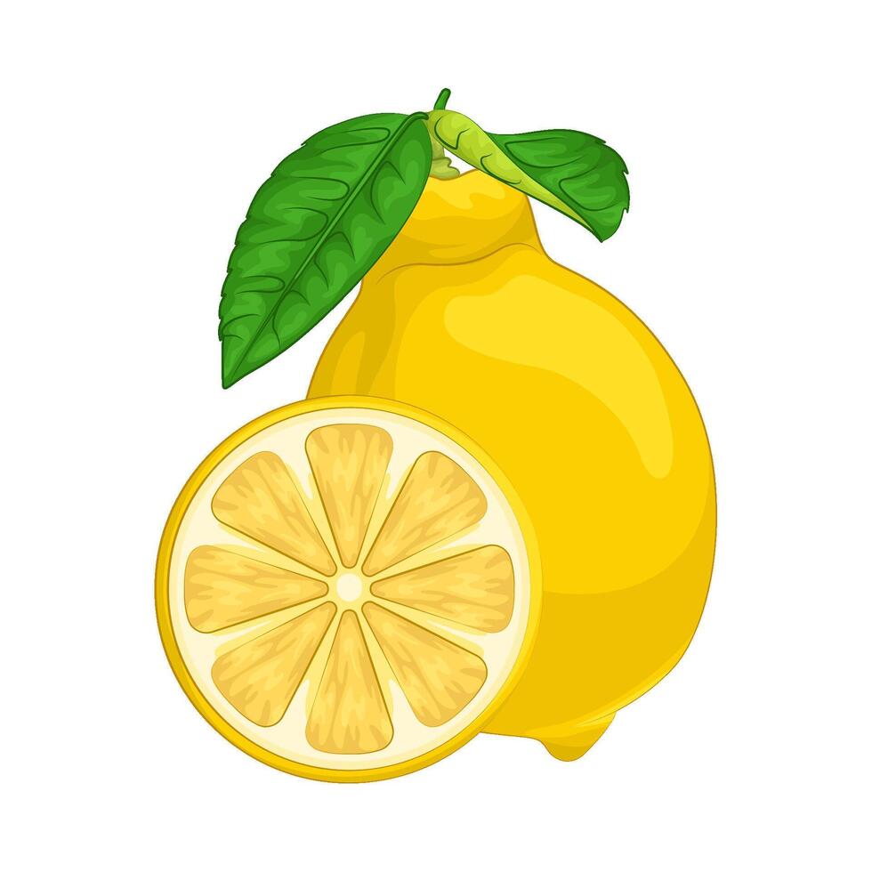 Illustration of lemon vector
