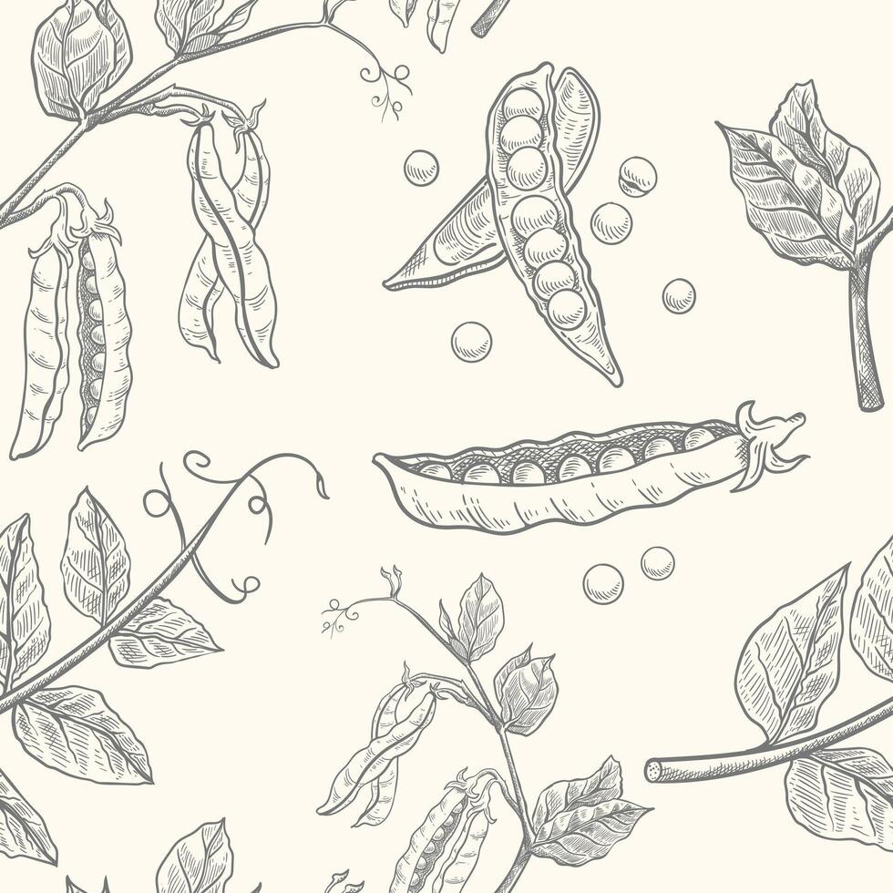 hand drawn seamless pattern of green peas in vintage style vector