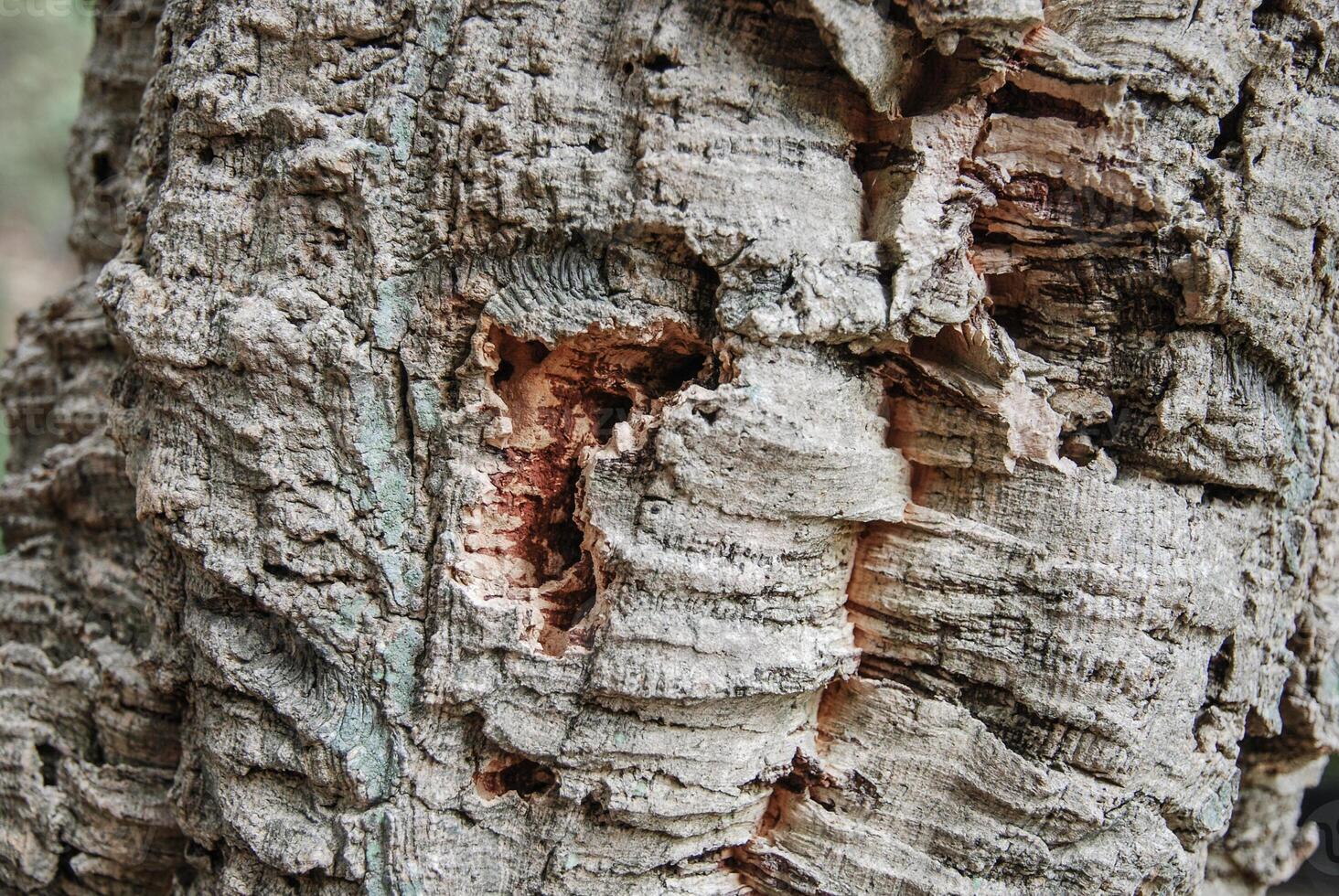 Cork tree bark close up photo