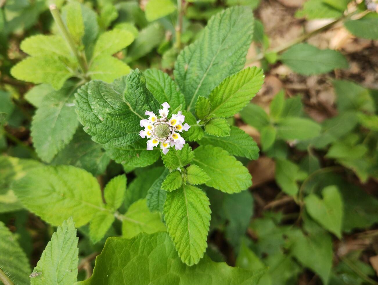 Motmotia Ful Lippia Alba photo